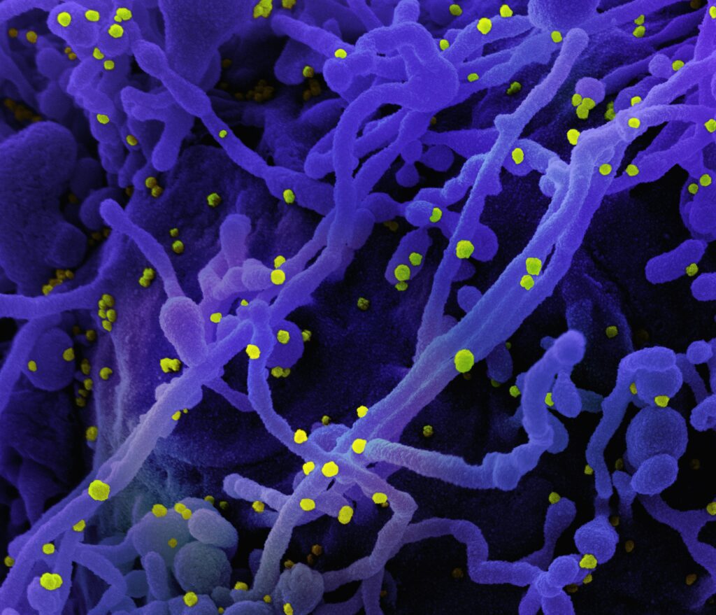 estructura anatómica de los textos